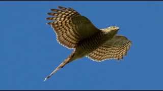 Sparrowhawk Bird Call Bird Song [upl. by Aeneas652]