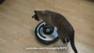 Cat shows HOW TO use iRobot Roomba Vacuum [upl. by Gerkman311]