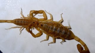 Incredible Scorpion Mating Ritual Leads To Birth [upl. by Harrietta]