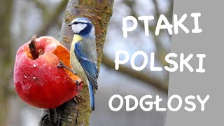 Co to za ptak  Odgłosy ptaków  Ptaki Polski [upl. by Dyal]