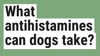 What antihistamines can dogs take [upl. by Donetta270]