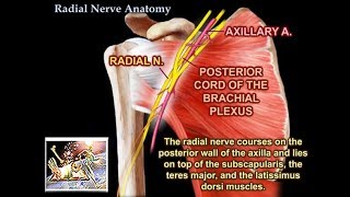 Radial Nerve Anatomy  Everything You Need To Know  Dr Nabil Ebraheim [upl. by Evvy]