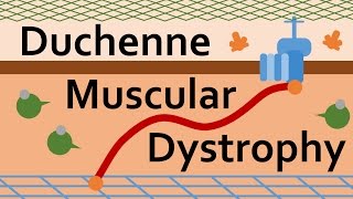 Duchenne Muscular Dystrophy and Dystrophin [upl. by Rodrich]