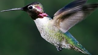 Slow Motion Hummingbirds  Slo Mo  BBC Earth Explore [upl. by Avlem]