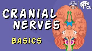 Cranial Nerve BASICS  The 12 cranial nerves and how to REMEMBER them [upl. by Alrac]