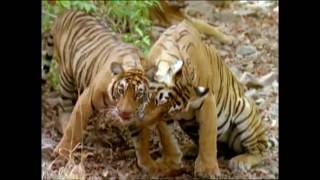 Baby Einstein  Wild Animal Safari Amazon Trailer [upl. by Ninnahc]