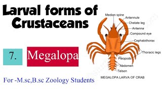 Part7 Larval forms of CrustaceaMegalopa For Msc Bsc Zoology Students [upl. by Vod417]