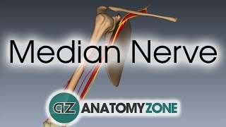 Median Nerve  3D Anatomy Tutorial [upl. by Adrahc]