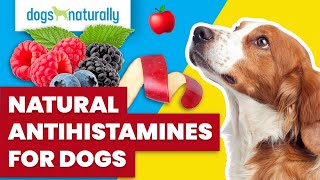 Natural Antihistamines For Dogs [upl. by Leahcim]