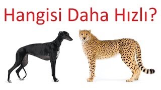 Çita ve Dünyanın En Hızlı Köpeği [upl. by Saks]