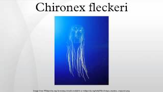 Chironex fleckeri [upl. by Nye127]