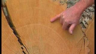 How Tree Rings Tell About Climate [upl. by Perla765]