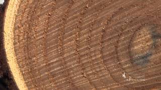 Tree Rings [upl. by Marina]