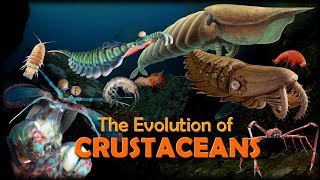 The Evolution of Crustaceans 🦐🦀 [upl. by Manoff]