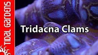 Reef Aquarium Tridacna Clams – maxima crocea squamosa and gigas [upl. by Marden726]