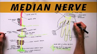 Median Nerve  Anatomy Tutorial [upl. by Dowling]