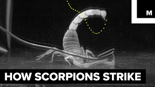 How scorpions sting [upl. by Yart]