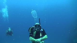 Box jellyfish Chironex  Diving Thailand Sail Rock Underwater video [upl. by Llennehc383]