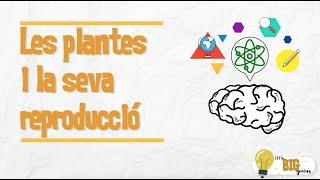 Les plantes i la seva reproducció  Little Big Genius [upl. by Neehs728]