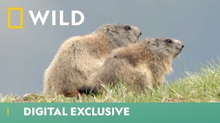 Marmot Prepares For Hibernation  Winter Wonderland  National Geographic Wild UK [upl. by Nayarb]