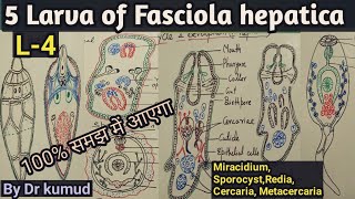 Fasciola hepaticaLarval Stages of Liver FlukeMiracidiumSporocystRediaCercariaMetacercariaBSc1 [upl. by Philoo]