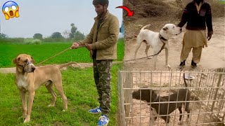 Heavy Bully Dog🐕 Bhai Hame Gift De Rhy Hain😍 [upl. by Ailliw]