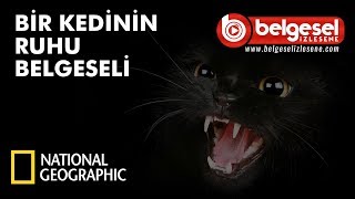 Bir Kedinin Ruhu Belgeseli  Türkçe Dublaj [upl. by Mariquilla]