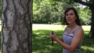 Dendrochronology How to Core a Tree [upl. by Ynohtona]