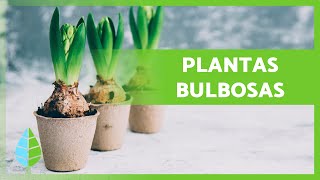 7 PLANTAS de BULBOS 🌷🧅  Características y Reproducción [upl. by Bellis]