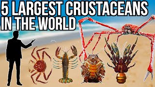 5 Largest Crustaceans In The World [upl. by Heinrick522]