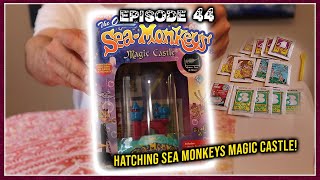 Hatching Sea Monkeys Magic Castle amp Adding Packet 4 Plasma To My 412 Day Old Sea Monkeys [upl. by Brandi57]