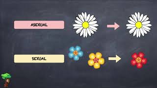 La reproducción asexual de las plantas [upl. by Aed]