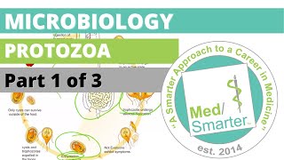 Protozoa  Microbiology  USMLE STEP 1  Part 1 of 3 [upl. by Herr]