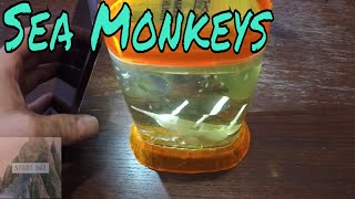 Growing Sea Monkeys and they got big Live Brine Shrimp [upl. by Nils]