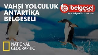 Vahşi Yolculuk Antarktika Belgeseli  Türkçe Dublaj [upl. by Brucie]