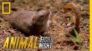 Psycho Shrew vs Scorpion  Animal Fight Night [upl. by Jo-Ann173]