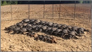 Wild Hog Trapping  9 3333 Feral Hog Capture  JAGER PRO™ [upl. by Leummas]