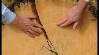 How To Read Tree Growth Rings [upl. by Iniretake]