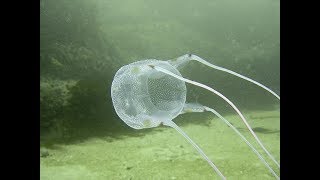 Facts The Box Jellyfish [upl. by Sunil415]